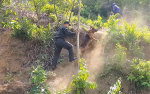 Cháy rừng bất thường ở rừng Hải Vân, nơi nghi ngờ phạm nhân Triệu Quân Sự lẩn trốn