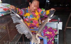 Thâm nhập 'thế giới ngục tù' tàn sát động vật trong 'sách đỏ' Việt Nam