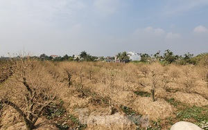 Vụ hơn 1 nghìn gốc đào tết bị bụi phủ trắng xóa: hỗ trợ mỗi cây 50 nghìn đồng