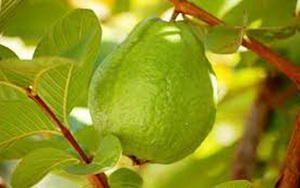 Thuốc tốt từ ổi
