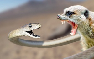 Cuộc chiến sinh tử giữa rắn mamba đen và cầy măng-gút