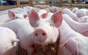 Giá lợn hơi sụt gần 20.000 đồng/kg trong một tuần