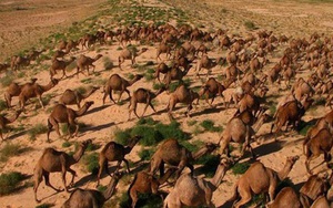 Úc giết 10.000 con lạc đà vì xâm chiếm đất đai và uống quá nhiều nước