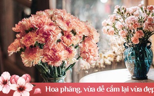 Vừa dễ cắm lại vừa đẹp, hoa cẩm chướng chính là loại hoa không thể thiếu trong ngày Tết