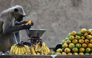 Bị hàng trăm con khỉ hung hăng xâm chiếm, người dân buộc phải di cư sang vùng đất khác, nhường lại đất đai cây trái cho chúng