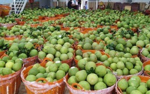 Bưởi Tết dồi dào, giá không cao