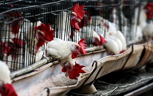 Ổ dịch cúm gia cầm H5N6 bùng phát tại Trung Quốc