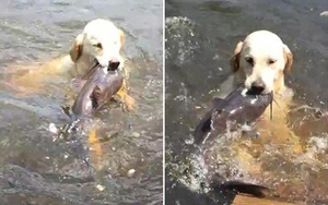 Chú chó trổ tài bắt cá trê siêu đẳng nhưng lại để hụt đáng tiếc