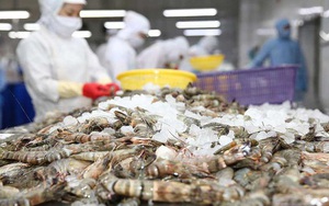 Năm 2019 công ty mẹ Minh Phú (MPC) báo lãi 649 tỷ đồng giảm 9% so với cùng kỳ