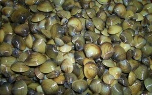 Món ăn, bài thuốc từ hến
