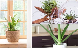 Gợi ý 9 loại cây cảnh tốt nhất có thể trồng trong nhà bếp để làm sáng không gian nhà bạn