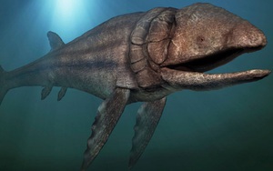 Leedsichthys: "Máy hút bụi" của biển cả Kỷ Jura từng bị hiểu nhầm là khủng long