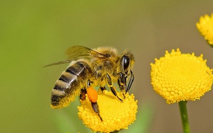 Nghiên cứu mới: Hoa có thể nghe và tiếng vỗ cánh của ong khiến mật ngọt hơn