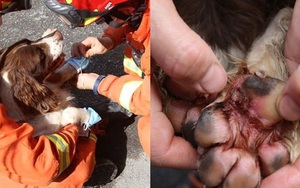 Chú chó bị nhiễm trùng nặng vì liên tục giải cứu nạn nhân mắc kẹt trong vụ sập khách sạn ở Trung Quốc, người chủ đau lòng rơi nước mắt
