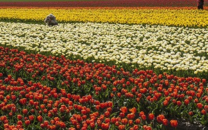 Keukenhof - Thiên đường của các loài hoa