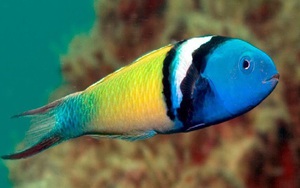1001 thắc mắc: Loài cá nào chỉ mất 20 ngày để chuyển giới từ cái thành đực?