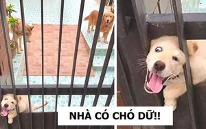 Treo biển "cẩn thận chó dữ" nhưng đám khuyển này lại khiến khách đến chơi nhà cực kỳ yên tâm