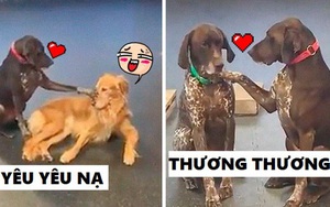 Cún cưng trở thành "ngôi sao nhà trẻ" vì chuyên đi xoa đầu các bạn chó vẫn còn bỡ ngỡ
