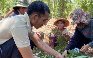 Kiếm tiền triệu mỗi ngày nhờ đặc sản “tôm rừng” Tây Nguyên