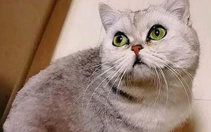 Cô mèo sống sót sau 40 ngày 'mang nặng đẻ đau' trong căn hộ không người vì cả nhà đi điều trị COVID-19