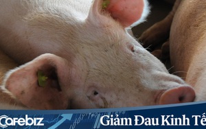 Các tỷ phú thịt lợn Trung Quốc kiếm bộn tiền trong 2 tháng qua