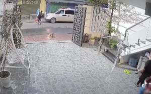 Đoạn clip về chú chó trung thành tiễn chủ đi cách ly, suốt nhiều ngày liên tục đứng đợi ngoài cổng ngóng chủ trở về