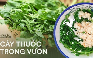 Đau đầu, ho không dứt do thay đổi thời tiết: Chuyên gia khuyên hãy bổ sung loại rau này vào bữa ăn ngay