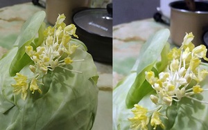 Chiếc bắp cải nở hoa vàng trên lá xanh khiến anh chồng há hốc miệng ngạc nhiên, còn dân mạng thì tranh cãi "nổ trời"