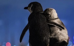 Khoảnh khắc đôi chim cánh cụt khoác vai nhau, cùng thưởng thức bầu trời đêm lung linh đầy lãng mạn và câu chuyện tình buồn phía sau