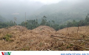 Khởi tố 10 đối tượng phá rừng ở Lào Cai