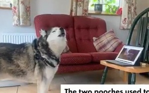 Đáng yêu 2 chú chó “tán gẫu” qua máy tính trong thời gian cách ly