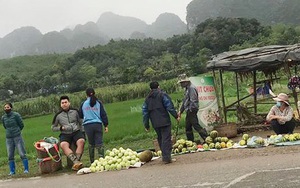 Đầu mùa, dưa lê, dưa bở bán đầy quốc lộ, giá chỉ 20-35 ngàn đồng/kg hút khách đi đường dừng lại mua cả xe ô tô