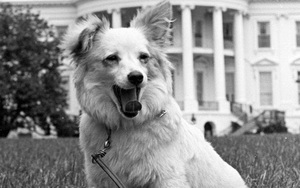 Chú chó Pushinka: "Sứ giả hòa bình" ở Nhà Trắng giúp Nga-Mỹ tránh cuộc chiến "một mất một còn"