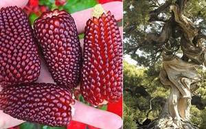 Những bức ảnh kỳ dị nhìn mãi cũng không thể hiểu nổi nếu không có một lời giải thích thỏa đáng