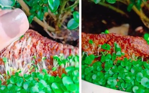 Cô gái đắp mặt bằng xong "vui tay" mang vất ra chậu hoa và cái kết khiến dân mạng ngỡ ngàng
