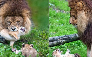 Làm cha khó lắm: Mẹ vắng nhà, sư tử bố bất lực trước lũ con nghịch như quỷ khiến dân mạng vừa buồn cười vừa thương