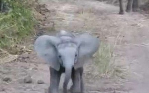 Video: Chú voi con “dũng cảm” định tấn công xe chở người đi săn