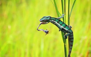 1001 thắc mắc: Dù không có nọc độc, sao tắc kè vẫn là sát thủ đáng gờm?