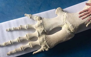 Tại sao xương vây của cá voi có năm ngón trông giống bàn tay con người?