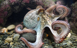 1001 thắc mắc: Vì sao nói bạch tuộc có khả năng ngụy trang hoàn hảo?