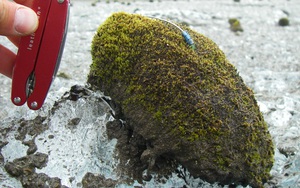 Chuột sông băng: những cục rêu dẻo như bánh nếp biết tự di chuyển làm đau đầu giới khoa học