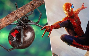 3 anh em tự cho con nhện độc nhất thế giới cắn để biến thành Spider-man
