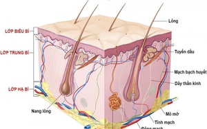 Mọc lông nhiều ở vùng kín là bệnh gì?