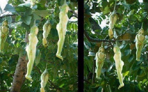 Kỳ lạ loài cây cho ra quả giống y hệt những thiếu nữ khỏa thân và lý giải của cư dân mạng khiến ai cũng phải gật gù công nhận