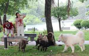 Hà Nội: Chó dữ không rọ mõm thả rông nhan nhản trong mùa dại