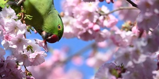 7 ngày qua ảnh: Chim vẹt ăn hoa anh đào nở rộ mùa xuân