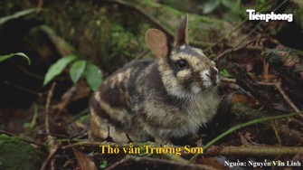 4 năm giải mã bí ẩn của loài thú cổ xưa nhất thế giới trên dãy Trường Sơn