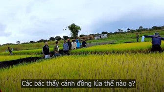 Team Châu Phi và những ruộng lúa nước Việt Nam trên đất Angola