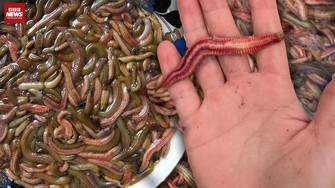 'Lộc trời' béo tròn, người hào hứng, kẻ sợ phát khiếp