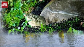 Truy tìm rùa Hoàn Kiếm tại hồ Đồng Mô